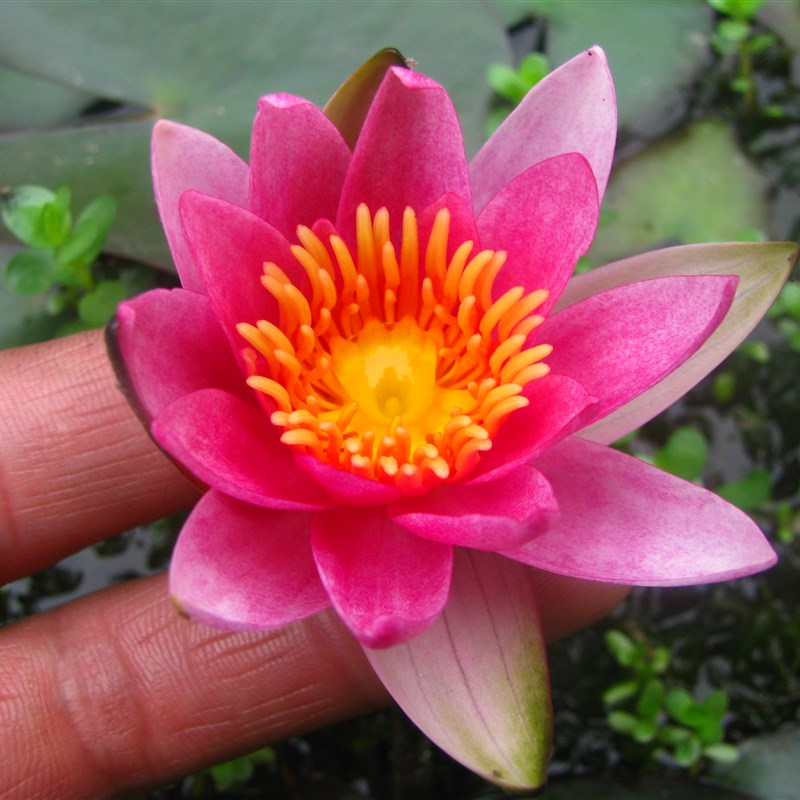 紫珍妮迷你睡莲茎睡莲根块 微型睡莲根茎微型睡莲种块花种子苗种