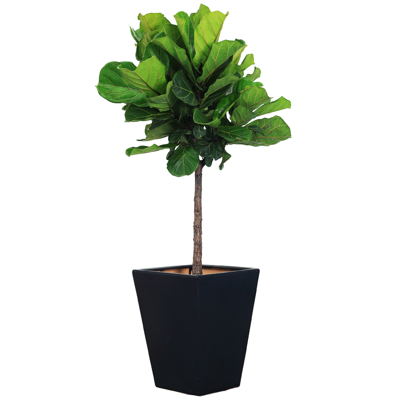 琴叶榕 室内植物水泥盆艺术类盆栽盆景花卉办公室客厅绿植 宁波
