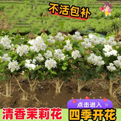 广西横县茉莉花苗茉莉花老桩大苗重瓣双瓣白茉莉花卉盆栽绿植