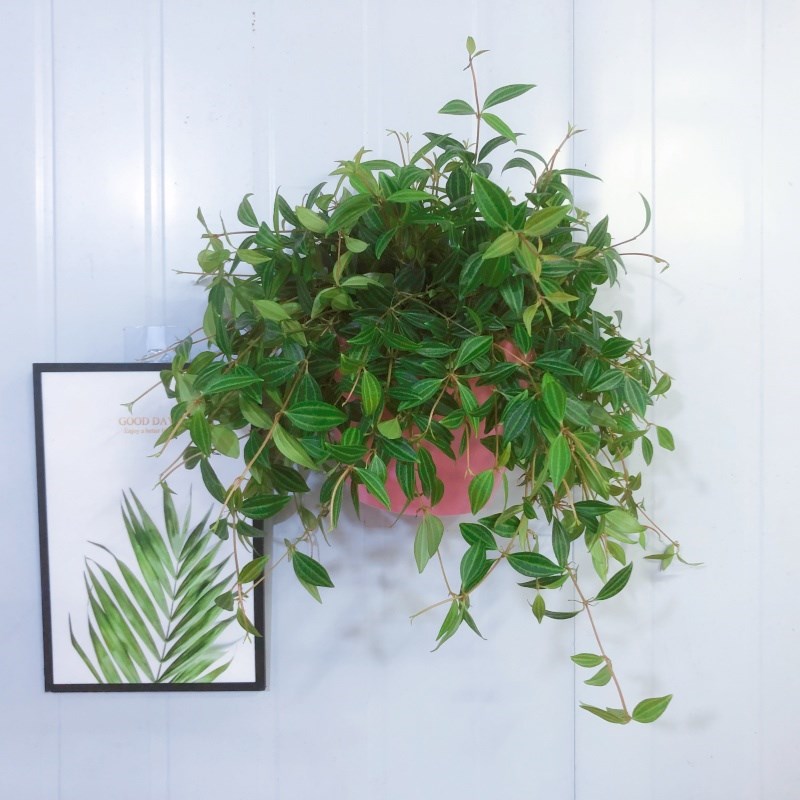壁挂绿萝绿植室内盆栽挂墙植物花卉好养活绿箩净化空气客厅办公室