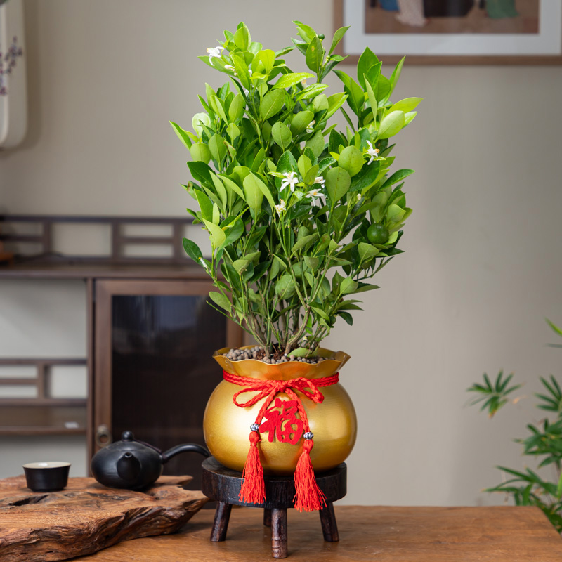 金桔树盆栽可食用带果四季橘子乔迁礼品客厅室内外绿植物盆景树桩