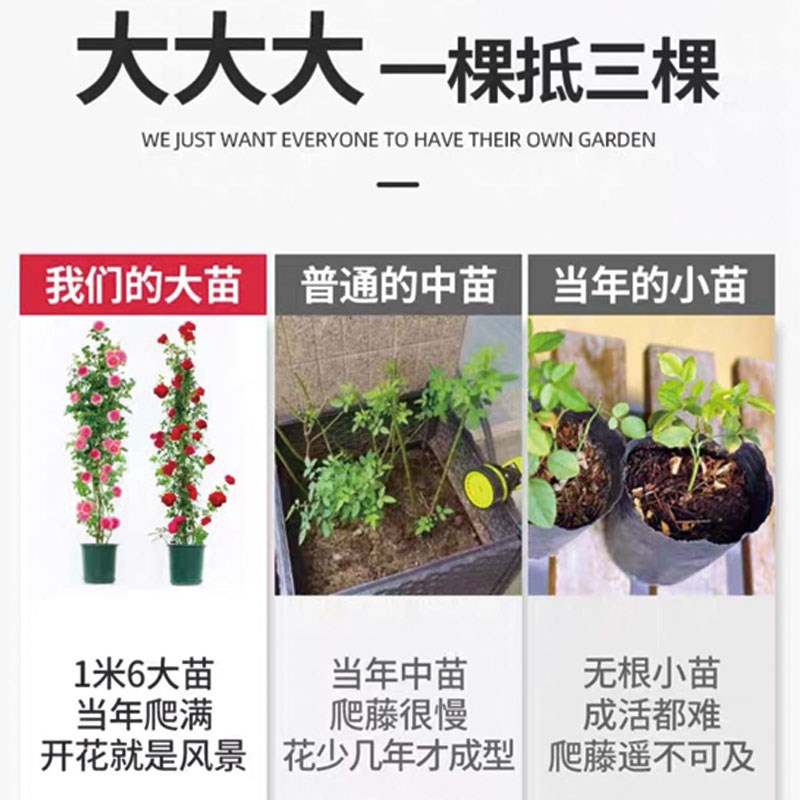 藤本月季花 灌木月季盆栽特大1.6米花苗庭院爬藤阳台蔷薇四季开花