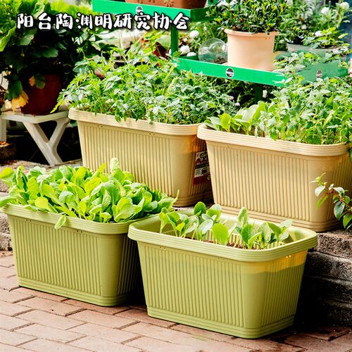 种菜盆长方形阳台种菜长条盆爱丽丝阳台种植箱阳台陶渊明汪淑芬