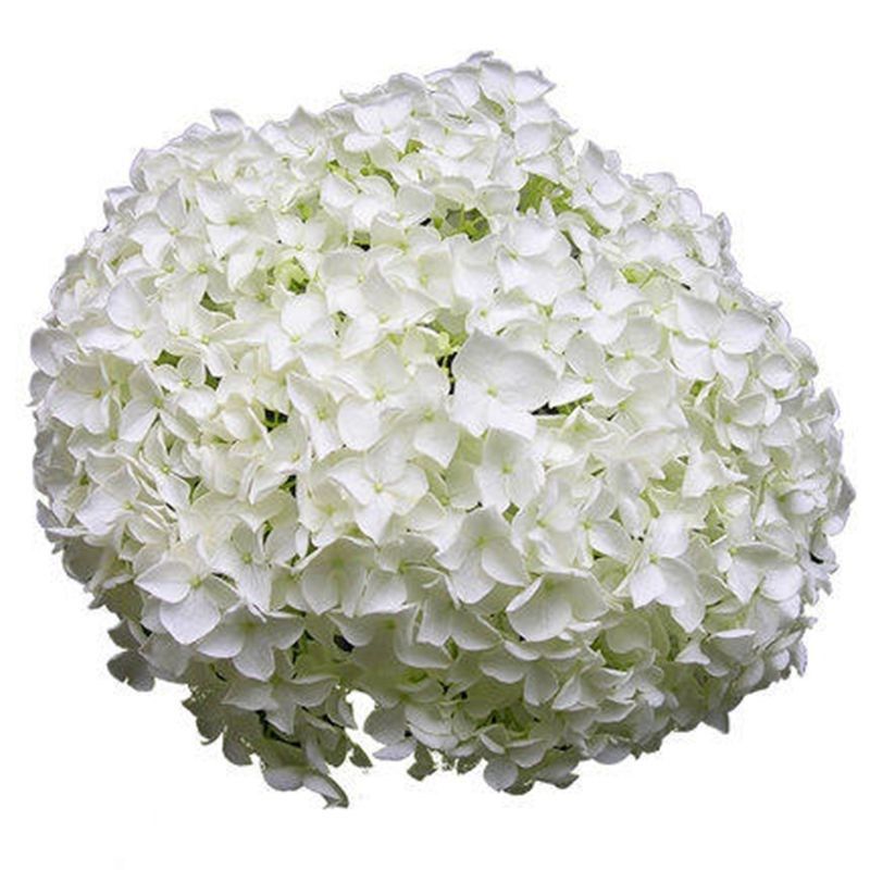 中华木本绣球斗球树苗白麻球苗琼花苗欧洲木绣球八仙绣球花苗绿植,鲜花速递/花卉仿真/绿植园艺,绣球/木绣球/木本植物,淘宝优惠券,粉丝福利购,淘宝优惠卷