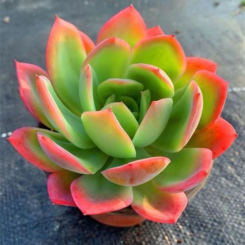 绮罗多肉植物 云南露养精品群生萌肉 室内阳台办公室花卉绿植盆栽