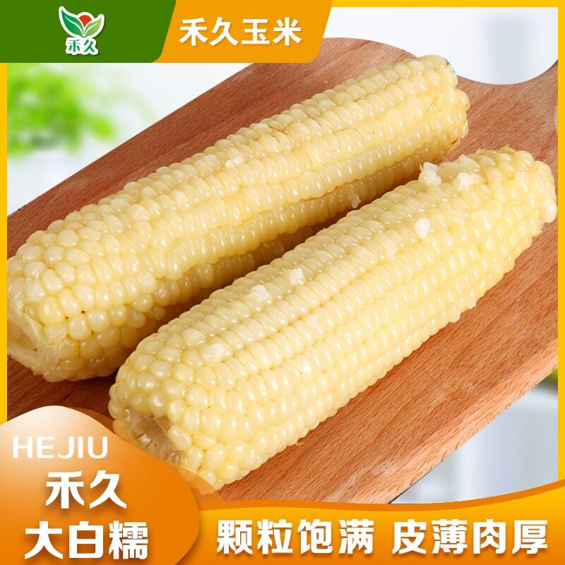 禾久2026年新季玉米 河北张家口万全鲜食玉米大白糯玉米