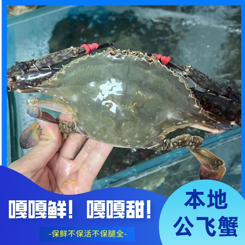 东港公飞蟹两斤起/3-7两左右/只保鲜不保活/有掉小腿