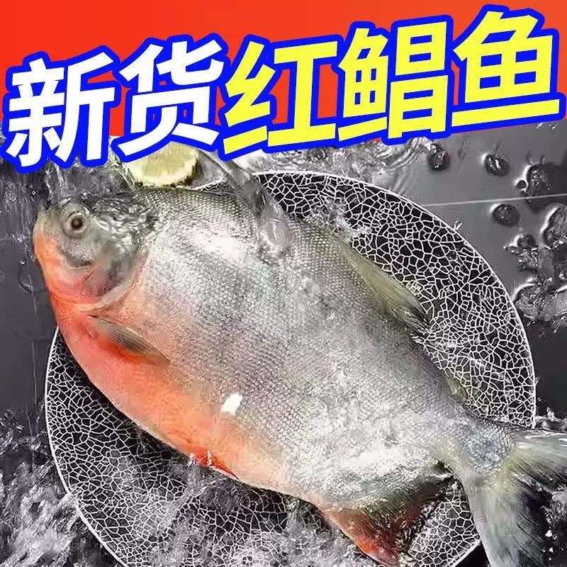 顺丰发货5斤红鲳鱼鲜活速冻肉厚刺少 连云港发货