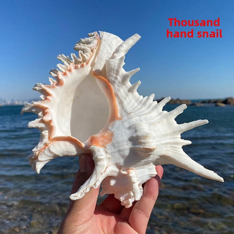 超大千手螺蛳菊花螺蛳饰品天然海螺壳鱼缸装饰水族景观海边礼品