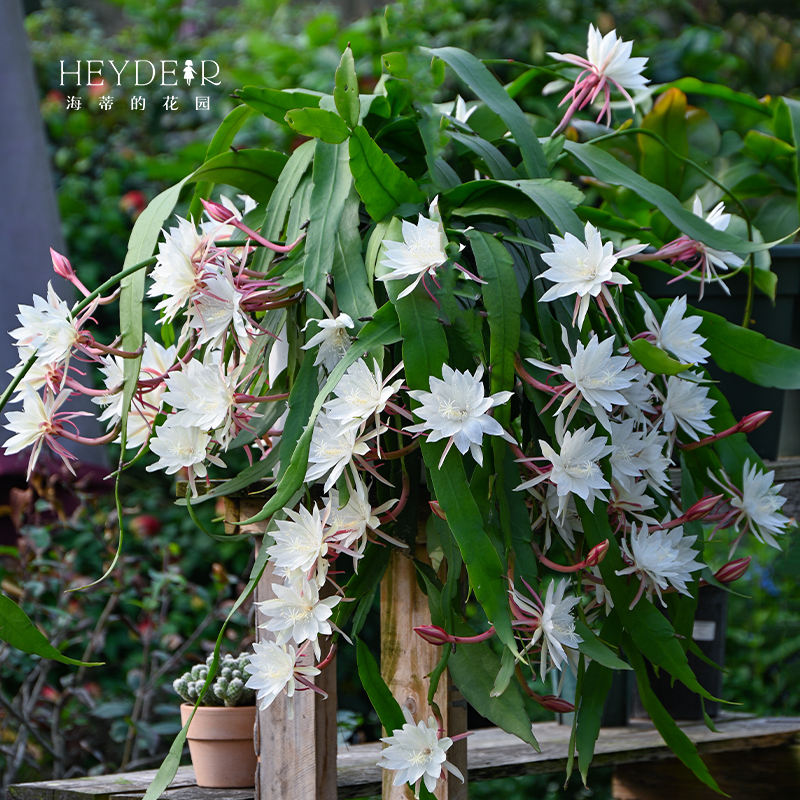 海蒂的花园昙花小叶卷叶趣味阳台庭院可垂吊植物耐阴花苗花卉盆栽