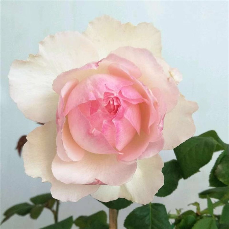 新品日月佩尔朱克月季苗 大花浓香四季开花玫瑰花苗