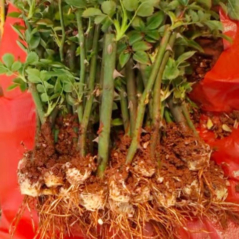 云南沐锦花卉可食用玫瑰盆栽金边墨红滇红大马士革真正的玫瑰花苗