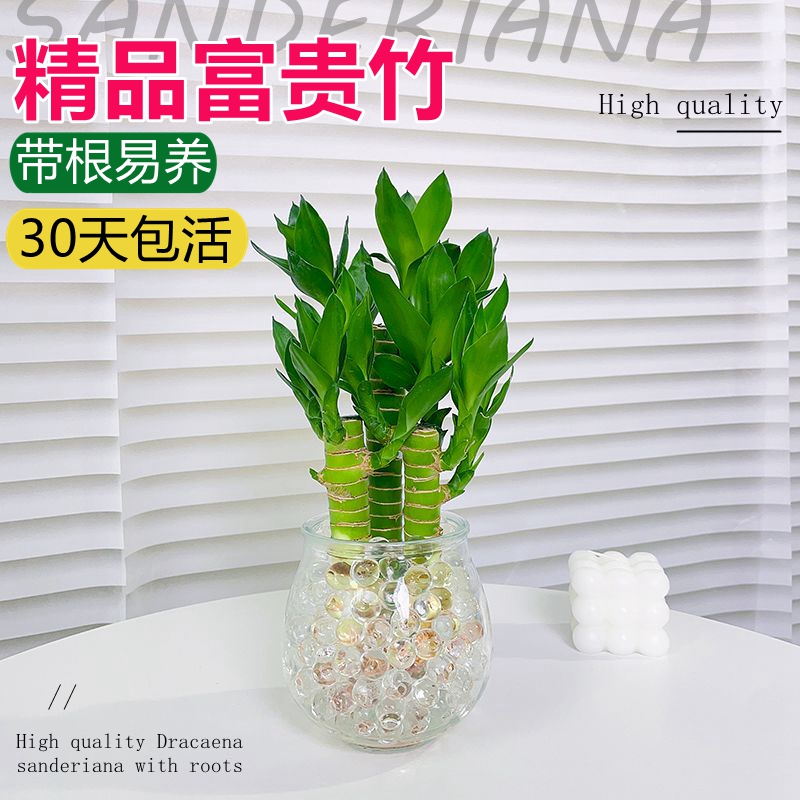 荷花竹观音富贵竹水培植物带根花卉招财绿植办公室内桌面盆栽水养