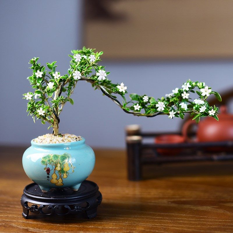 造型六月雪盆景飘枝悬崖室内小盆栽植物办公茶室桌面观赏摆件好养,鲜花速递/花卉仿真/绿植园艺,绿植,淘宝优惠券,粉丝福利购,淘宝优惠卷