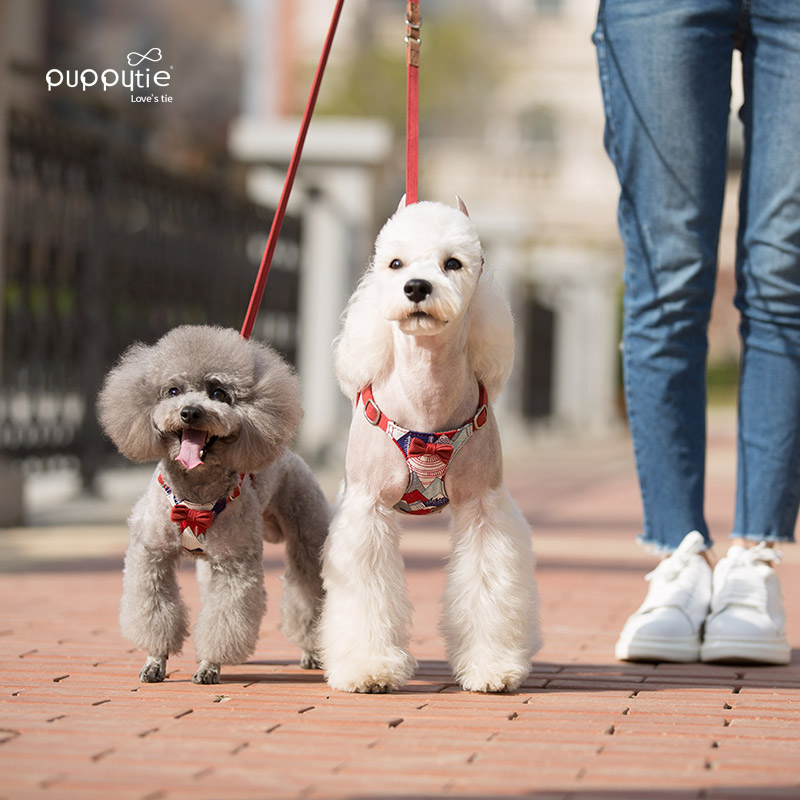 小狗狗牵引绳牵狗绳遛狗泰迪狗绳子一拖二牵绳狗背带牵引背心式猫