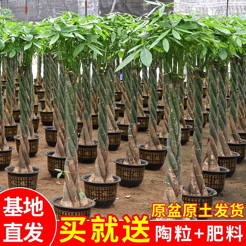 发财树盆栽植物室内四季常青客厅招财大型绿植辫子小苗盆景包邮