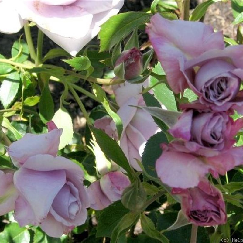 大花浓香月季花大苗蓝丝带花园玫瑰花盆栽植物四季开阳台绿植花卉