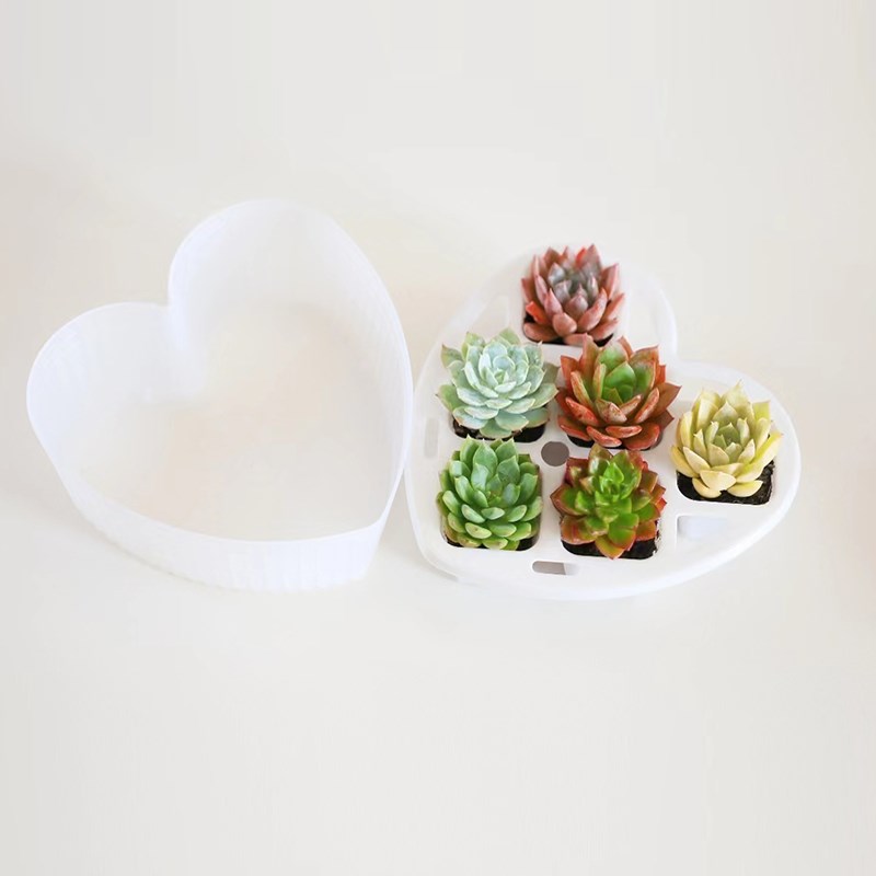 花伴水多肉植物肉肉大颗好养活颗组合心型盆花盆可爱绿植室内盆栽