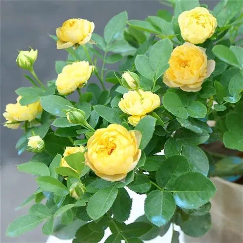 金丝雀月季花苗开花玫瑰小苗四季盆栽花卉爬藤植物藤本蔷薇树绿植,鲜花速递/花卉仿真/绿植园艺,月季/蔷薇/玫瑰,淘宝优惠券,粉丝福利购,淘宝优惠卷