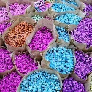 新鲜满天星 可做干花吸色七彩花头漂亮云南直发市场标准一扎包邮