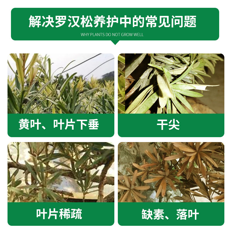 罗汉松肥料专用营养液盆景叶面肥喷施家用室内养花肥料盆栽通用型,鲜花速递/花卉仿真/绿植园艺,介质/营养土,淘宝优惠券,粉丝福利购,淘宝优惠卷