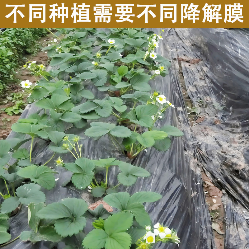 全生物降解膜农用育苗白膜黑膜防寒保温地膜加厚降解农膜