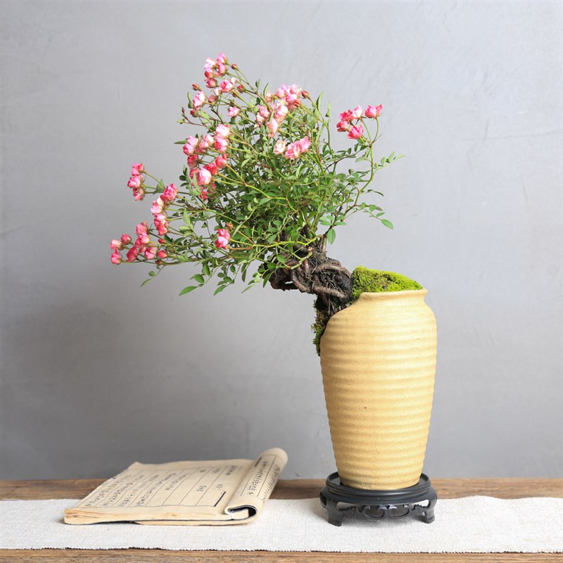 提根姬月季造型盆景茶台植物四季开花盆栽超微迷你月季悬崖老桩
