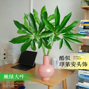 印第安羽毛水培植物盆栽室内龙鳞春羽蔓绿绒花瓶绿植客厅四季常青