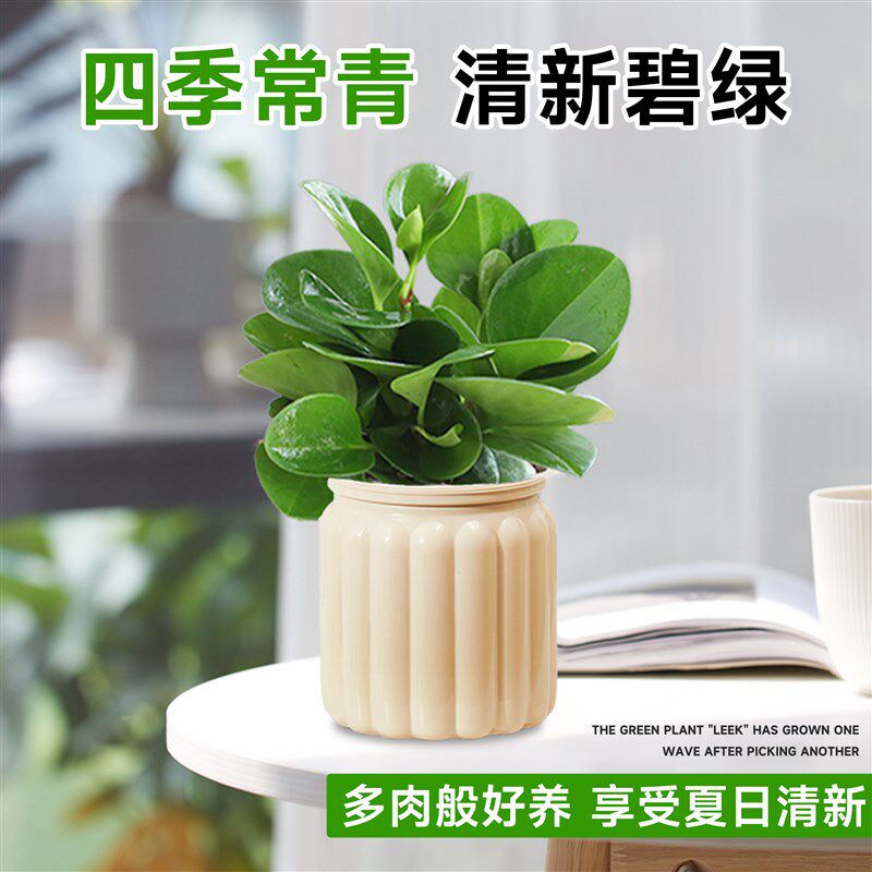 碧玉盆栽豆瓣绿水培植物文竹室内桌面绿植花卉办公室工位四季好养