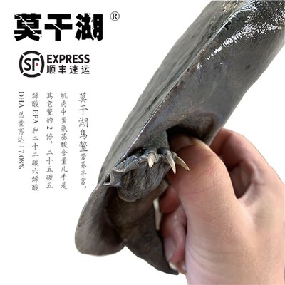 乌鳖德清黑甲鱼滋补全黑乌鳖苗中华鳖 外塘放养团鱼老鳖 鲜活送达