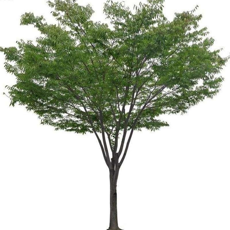 榉树树苗红榉树小苗庭p院风景树大型丛生榉树朴树苗南北方种植耐