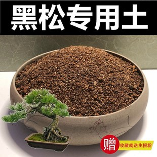 黑松土松树专用土颗粒土r盆栽种植土风化土红土酸性土盆景土赤玉