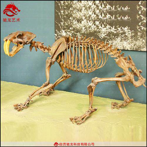 仿真剑齿虎骨架化石大型灭绝古生物骨头化石骨骼模型博物馆摆件