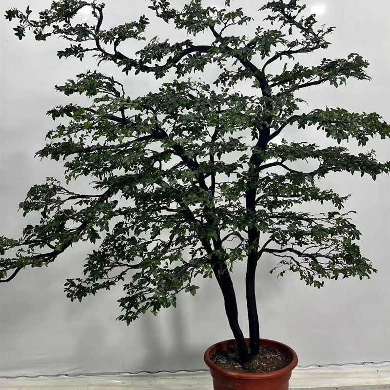 广东小叶紫檀盆景室内高级感绿植盆栽客厅办公除甲醛净化空气植物