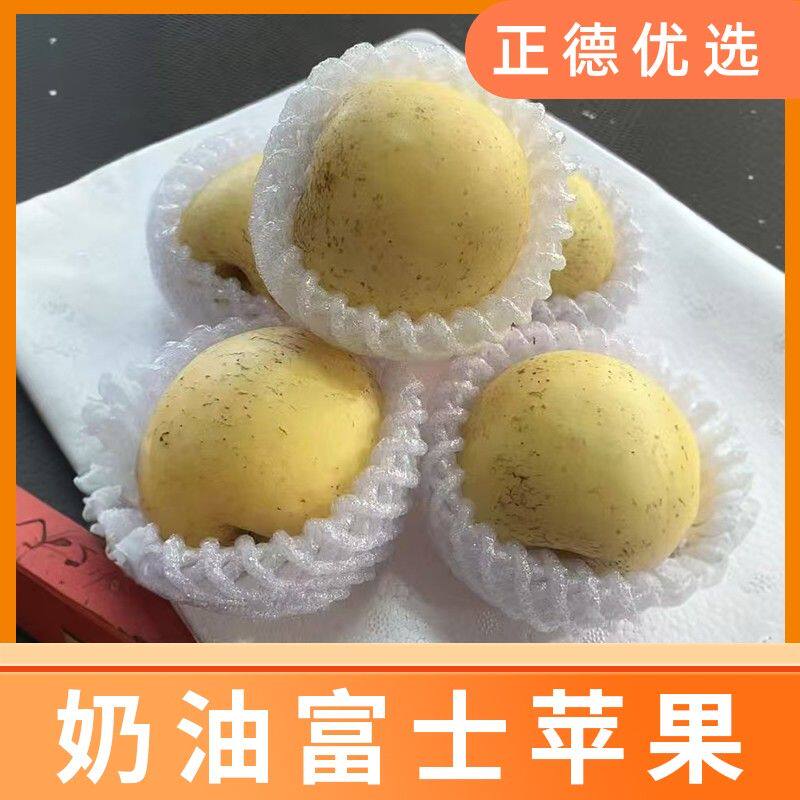 酸甜可口山东烟台奶油富士苹果 皮薄肉厚 新鲜脆甜 5斤
