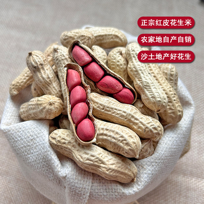 新货红皮花生带壳2025年红衣花生米结婚用农家自种红衣花生米干货