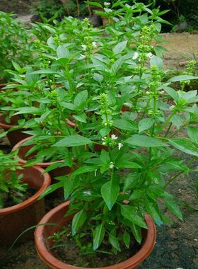 薄荷叶盆栽罗勒九层塔苗食用柠檬香草饮料绿色阳台植物庭院金不换