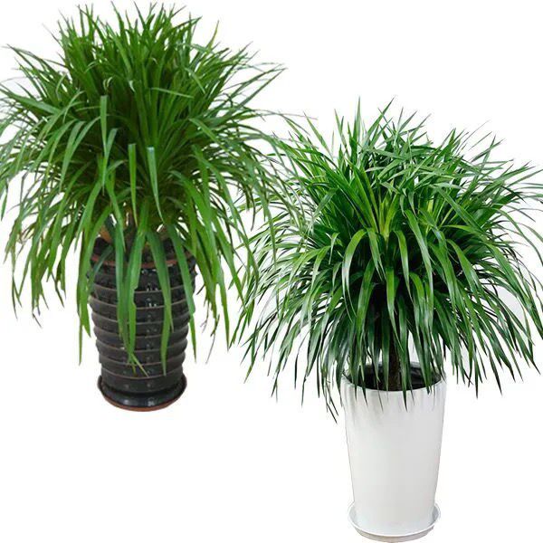 龙须树龙须铁龙血树多头花卉盆栽室内客厅大型绿植花卉净化空气