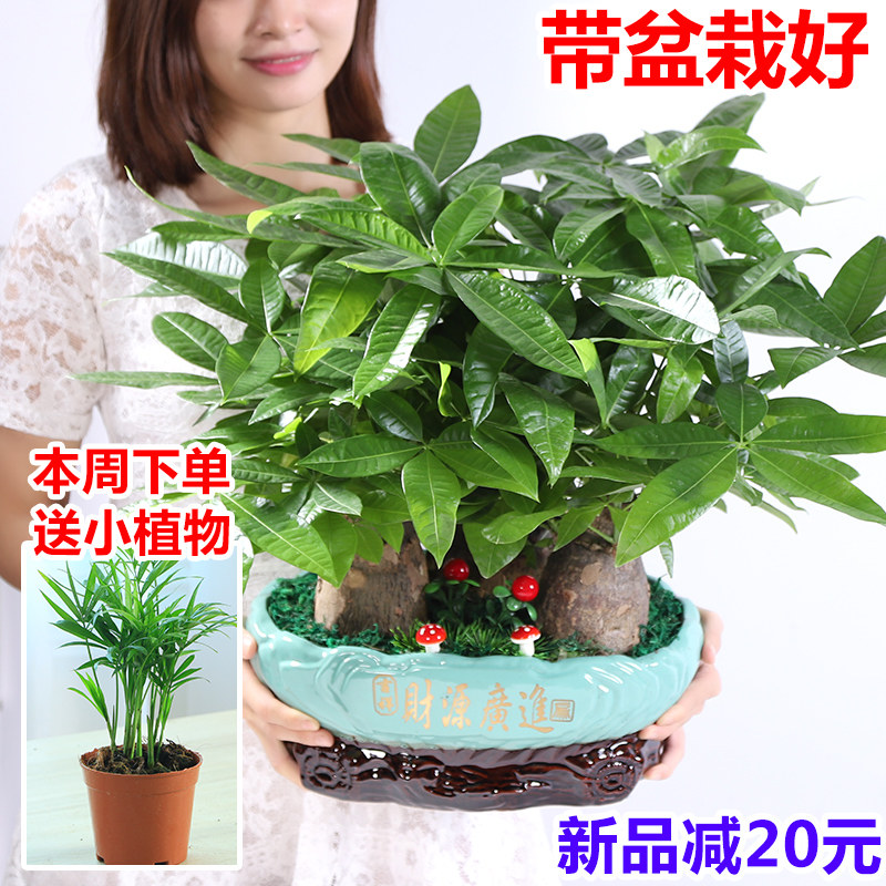 大棵发财树客厅室内盆栽带盆栽好办公室绿植物开业新居收银台桌面