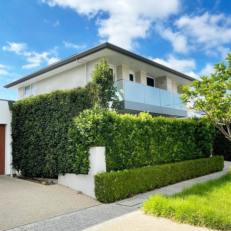 冬青树苗四季常青绿篱笆围墙庭院植物绿化别墅大叶北海道黄杨苗