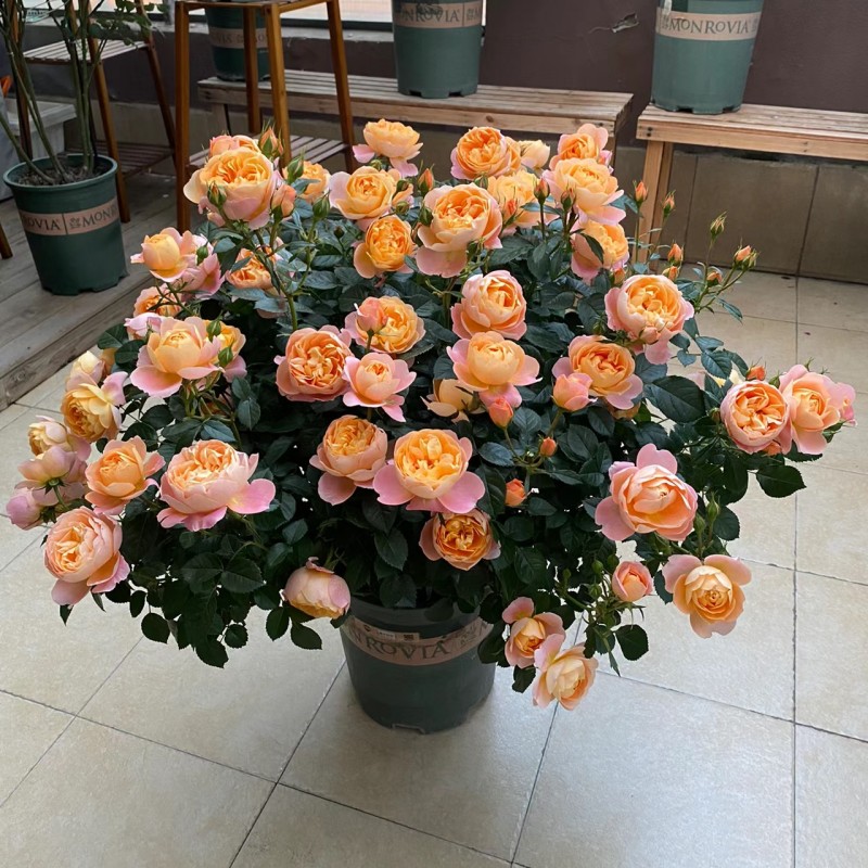 果汁阳台月季花苗灌木大花盆栽室内红果汁阳台多头玫瑰花苗棒棒糖