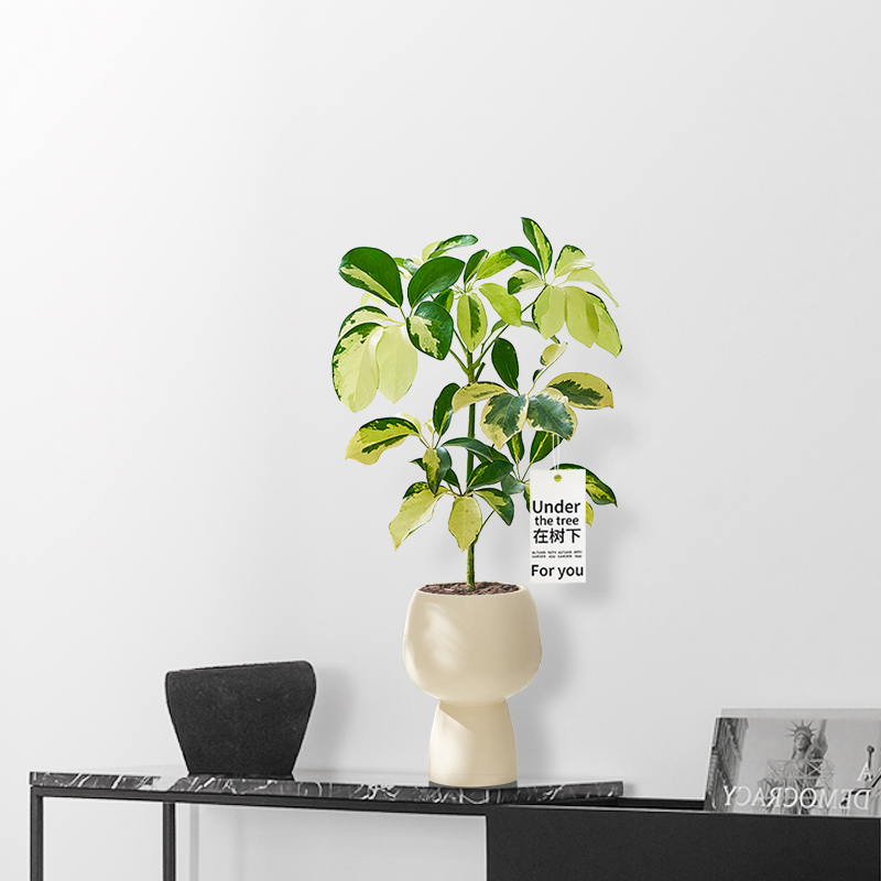 花叶鸭脚木盆栽招财树植物八方来财室内净化空气绿植七叶莲盆景观