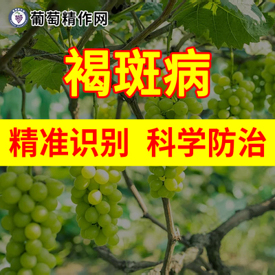 葡萄褐斑病精准识别与科学防治克菌丹G多抗霉素吡唑醚菌酯金棠妙