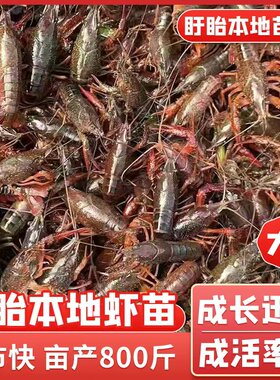 盱眙鲜活小龙虾种苗幼苗虾苗抱卵带籽种虾淡水养殖红壳青苗母虾