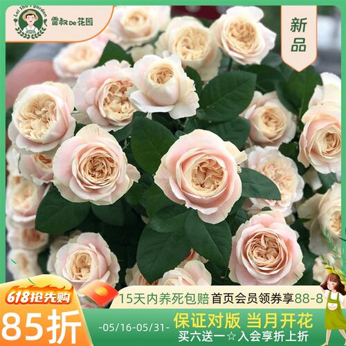 雷叔的花园雪纺绸 (戚风)超新品VIP玫瑰花苗盆栽阳台大花月季