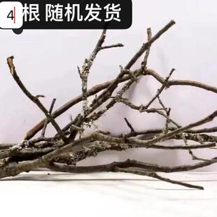 鱼缸造景黄梨木造景南美缸树枝黄梨木沉木雨林缸黄梨木细枝条天然