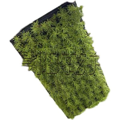 佛甲草盆栽花园庭院屋顶地栽绿化苗金叶草皮盆景多年生地被植物