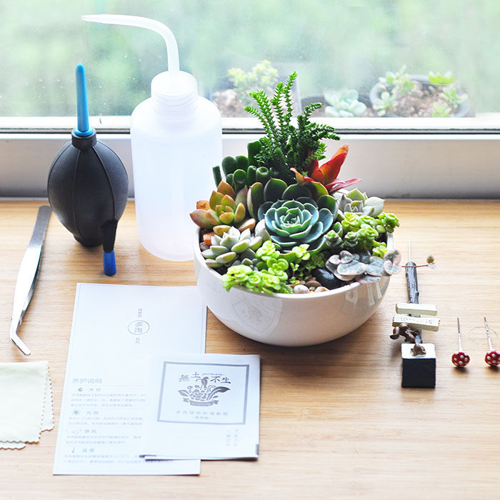 成品包邮無土不生多肉组合盆栽母亲节礼物办公室植物多肉植物