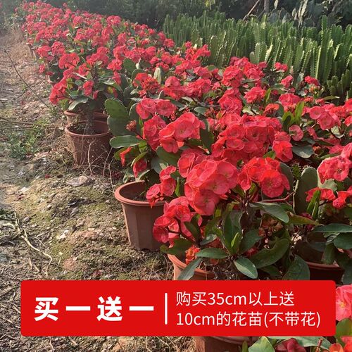 重瓣老桩虎刺梅大花大叶铁海棠盆栽客厅绿植阳台四季开Z花带土发