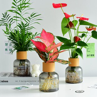 香薰花瓶水培i绿植红掌如意室内桌面摆件情绪轻奢风小盆栽